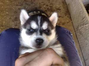 vind catei husky siberian