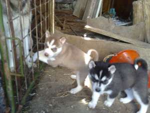vind catei husky siberian