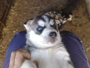 vind catei husky siberian