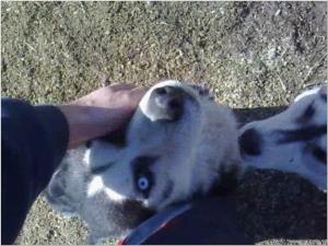 vind catei husky siberian