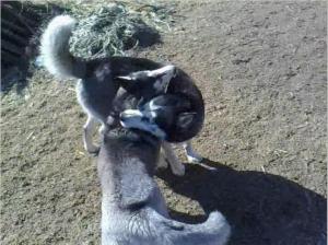 vind catei husky siberian