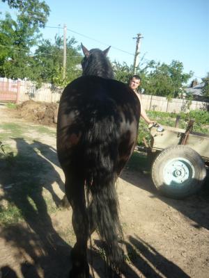 doi cai semigrei de 3 ani negri