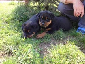 Vand pui Rottwaeiler pentru persoane care apreciaza calitatea