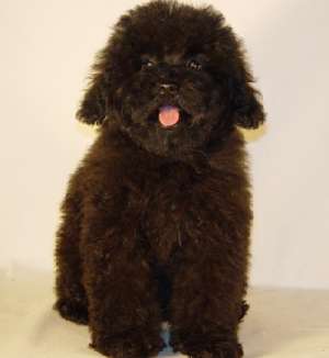 adpot pui Caniche