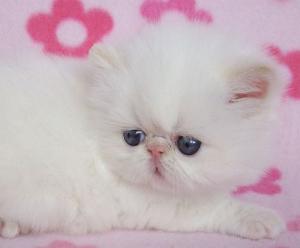 adopt pui de persana
