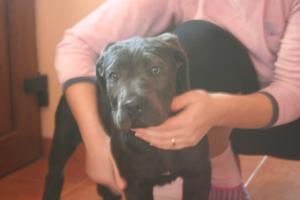 Vand pui deosebit Cane Corso