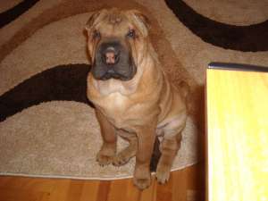 vand Shar Pei