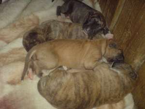 Vand pui amstaff !!!