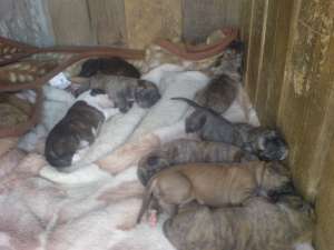 Vand pui amstaff !!!