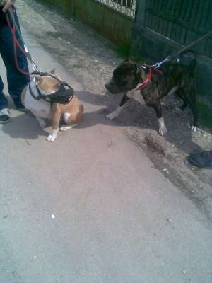 Vand pui Amstaff