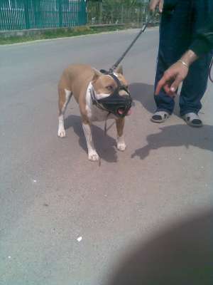 Vand pui Amstaff