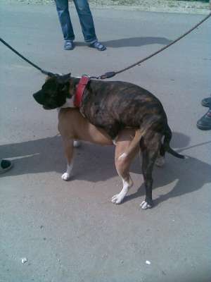 Vand pui Amstaff