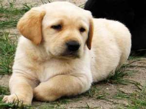 labrador retriver aurii