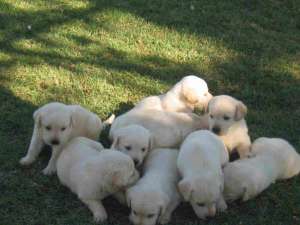 labrador retriver aurii