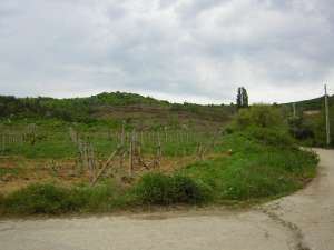 Vanzare