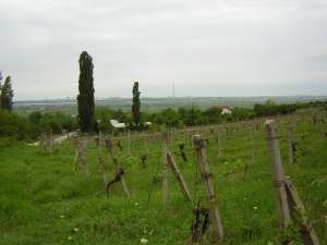 Vanzare