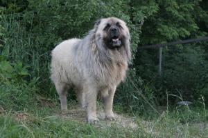 cane corso - ciobanesc caucazian mix