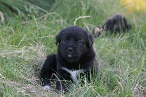 cane corso - ciobanesc caucazian mix