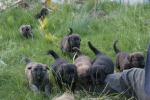 cane corso - ciobanesc caucazian mix