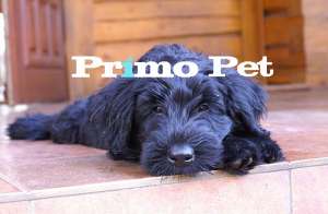***** | Vand Schnauzer Urias,  Pitic