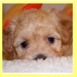 vand bichon ieftin