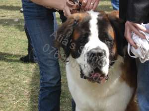 Ofer mascul Saint Bernard pentru monta
