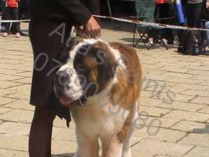 Ofer mascul Saint Bernard pentru monta