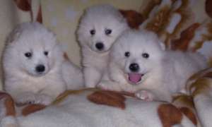 vand catelusa samoyede