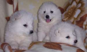vand catelusa samoyede