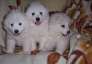 vand catelusa samoyede