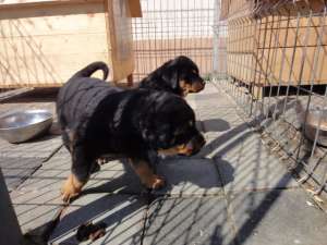 Vand pui calitativi de Rottwaeiler