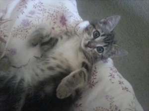samson, motanel argintiu tigrat gen reclama whiskas