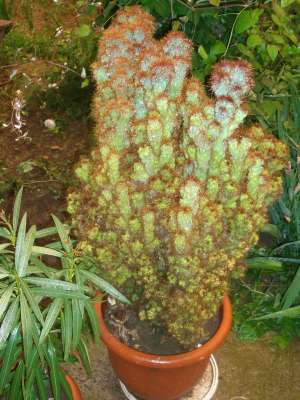 vand cactusi