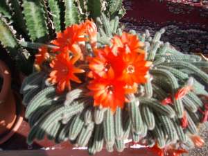 vand cactusi