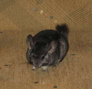 Chinchilla