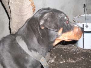 Pierdut/furat femela metis rottweiler