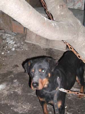 Pierdut/furat femela metis rottweiler