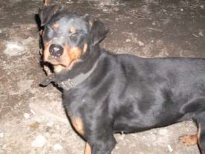 Pierdut/furat femela metis rottweiler