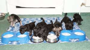 Canisa specializata vinde pui si tineret Schnauzer pitic