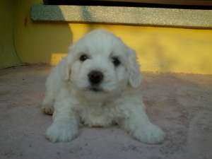 Vand Bichon Havanez