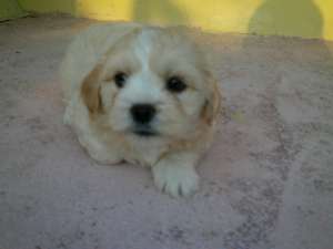 Vand Bichon Havanez