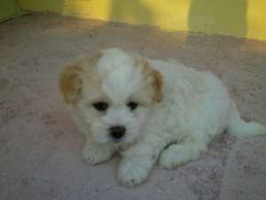 Vand Bichon Havanez