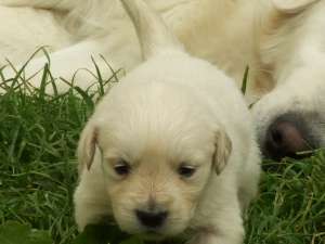 Vand pui Golden Retriever