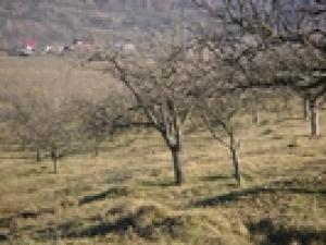 vand urgent teren intravilan