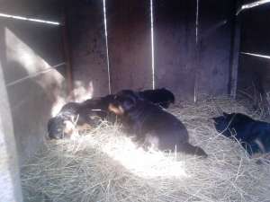 vand catei rottweiler