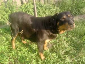 vand catei rottweiler