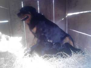vand catei rottweiler