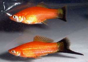 PESTI EXOTICI & ACVARI & HRANA