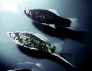 PESTI EXOTICI & ACVARI & HRANA