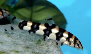 PESTI EXOTICI & ACVARI & HRANA